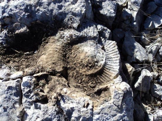 ammonite