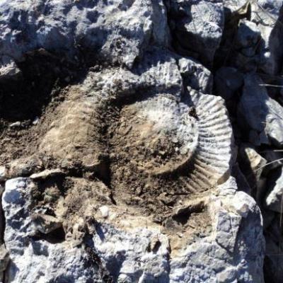 ammonite