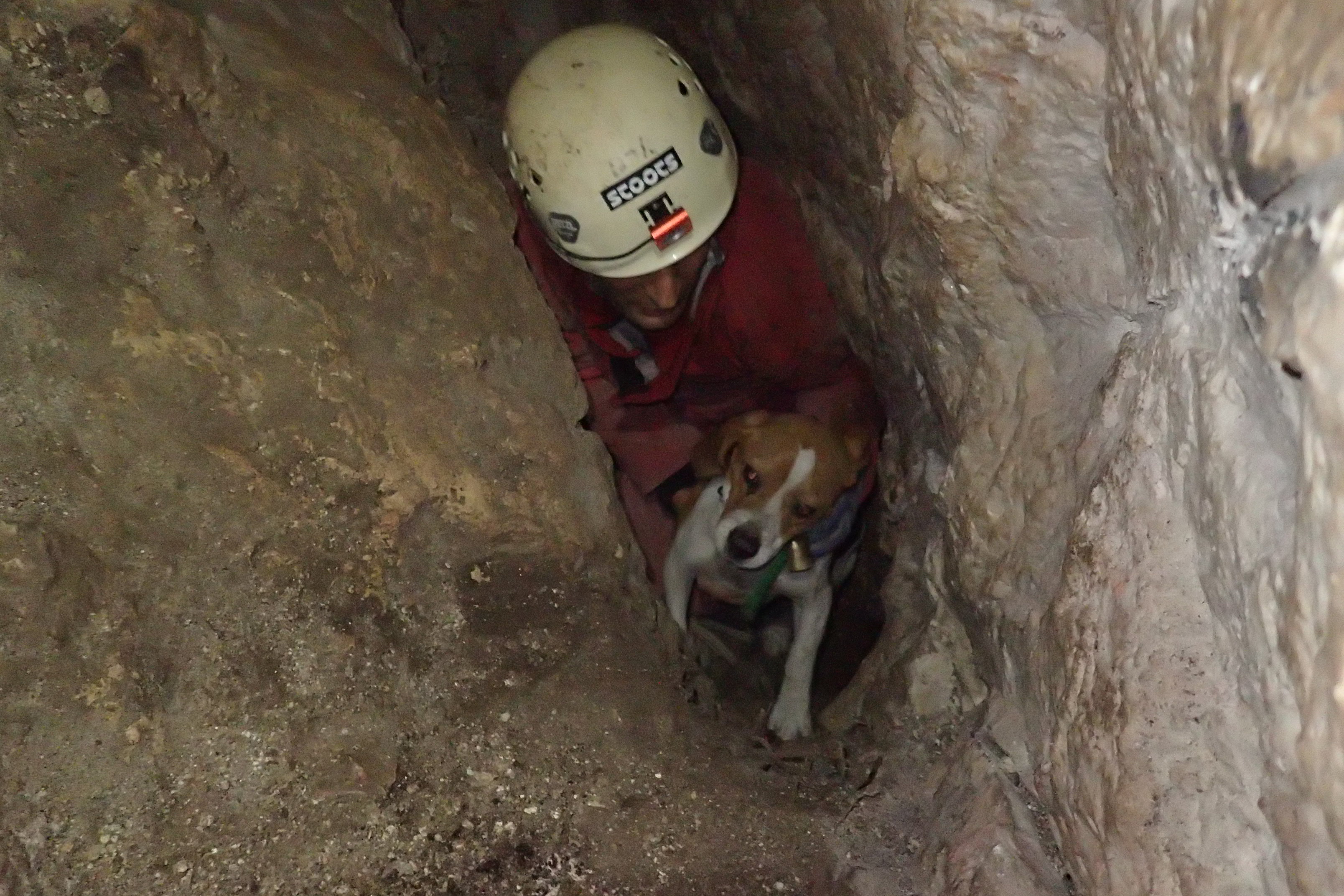 Secours chiens de chasse Pont de l'Etoile 02.2019