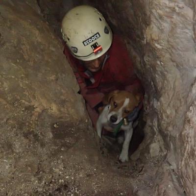 Secours chiens de chasse Pont de l'Etoile 02.2019